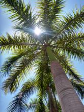 Load image into Gallery viewer, Palm Tree | Seed Grow Kit 5470