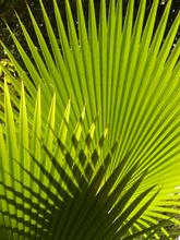 Palm Tree | Seed Grow Kit 5470