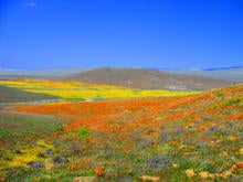 California Poppy | Flower Seed Grow Kit 5500