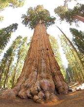California Redwood | Giant Sequoia | Seed Grow Kit 5440