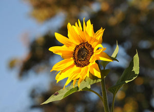 Sunflower | Flower Seed Kit 5540