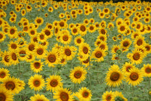 Load image into Gallery viewer, Sunflower | Flower Seed Kit 5540